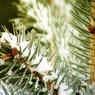 Россельхознадзор: Новогодние елки из США съедят российские леса