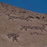 В Перуанской пустыне найден двухтысячелетний Китобой