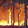 Площадь лесных пожаров в Забайкалье выросла вдвое - до 104 тысяч гектаров