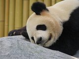 В Китае панда совершила нападение на человека и сломала ему руки