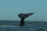 Минприроды прорабатывает возможность увеличения квоты на добычу китов
