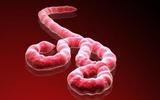 Врачи требуют отставки главы Минздрава Испании из-за Эболы