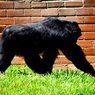Переодетого сотрудника зоопарка приняли за гориллу и усыпили