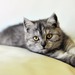 Госдума приняла закон об ответственном обращении с животными
