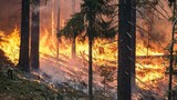 В Калифорнии из-за пожаров объявлен режим ЧС