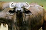 Скоро на российских прилавках появится индийская буйволятина