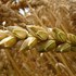 Власти Турции  приостановили  беспошлинные поставки зерна  из России