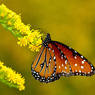 Явление монарха: как рождаются бабочки (ВИДЕО)
