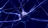 Нейробиологи выяснили, как мозг фиксирует время событий