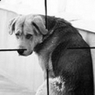 Во Владивостоке догхантер напал собаку с хозяйкой