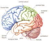 Ученые установили взаимосвязь размера мозга с памятью человека
