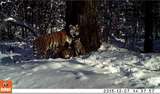 В Хабаровском крае впервые за десять лет прошла перепись тигров (ВИДЕО)