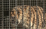 Спасатели добрались до животных из зоопарка в Уссурийске