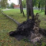 Огромный тополь, выдранный с корнем ураганом в Волгограде, убил женщину