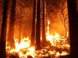 К тушению лесных пожаров в Сибири подключится Минобороны