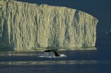 Сезон китовых сафари наступил в Гренландии