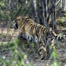 Тигра Устина, побывавшего в Китае, поймали под Хабаровском