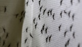 Первых генномодифицированных «самоуничтожающихся» комаров выпустили на свободу