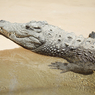 Крокодилы Бразилии уже точат зубы к Олимпиаде (ВИДЕО)