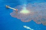 Тайны океана: гигантский Каменный цветок (ФОТО, ВИДЕО)