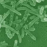 Ученые выяснили, как супербактерии развивают устойчивость к антибиотикам