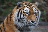 В парке дикой природы в Китае семейная драма завершилась нападением тигра