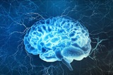 Исследователи выявили связь между размером мозга и интеллектом