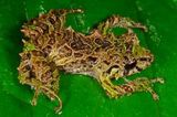 В Эквадоре нашли лягушку-трансформера