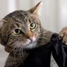 «Республика кошек» провела раздачу полосатых котов в Эрмитаже
