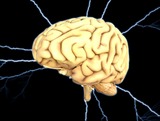 Учёные: клетки мозга восстанавливаются даже у стариков