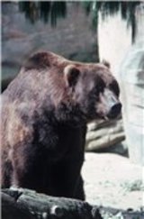 В Приамурье  бурый  медведь напал на двух охотников
