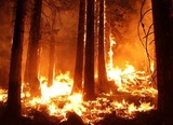 В Ростовской области горят леса, в трёх районах - режим ЧС