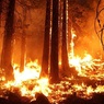 В Ростовской области горят леса, в трёх районах - режим ЧС