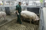 Свинок, отправленных на мясоперерабатывающий комплекс, незавидная участь настигла раньше