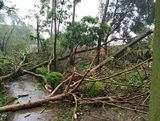 В Индии из-за мощнейшего циклона "Фани" погибли три человека