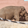 В Московском зоопарке откроется Музей слонов