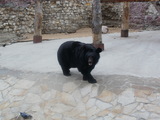 Медведь, которого пытался задавить тепловоз под Норильском, жив