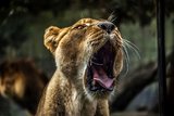 В заповеднике в Иордании три хищных льва растерзали двоих мужчин