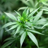 В Германии легализовали марихуану, но только в медицинских целях