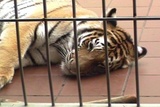 Стало известно, что тигр в Приамурье умер не от травмы, а от рака