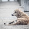 Первое в России дело о нападении бродячих собак дошло до суда