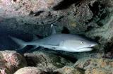 У берегов Пхукета акула напала на туриста
