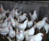 В Татарстане ликвидируют птицекомплекс из-за вспышки птичьего гриппа