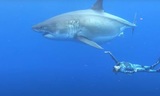 В глубинах океана обнаружили самую большую в истории белую акулу
