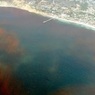 Знаменитый Красный прилив убивает тысячи морских животных во Флориде
