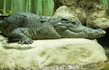 По версии Бориса Акунина, крокодил из московского зоопарка мог раньше жить у Гитлера