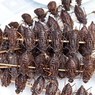 Американские ученые рассказали о пользе поедания насекомых