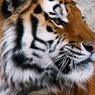 Приморский браконьер заплатит 1,6 млн руб. за убийство тигрицы