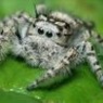 В США тысячи пауков смастерили гигантскую сеть