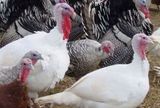 На пяти канадских фермах выявлен вирус птичьего гриппа